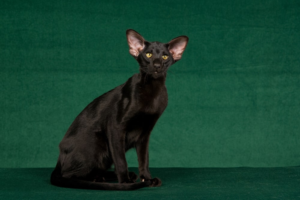 Орієнтальна