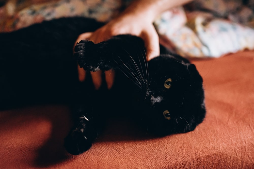 Шотландська