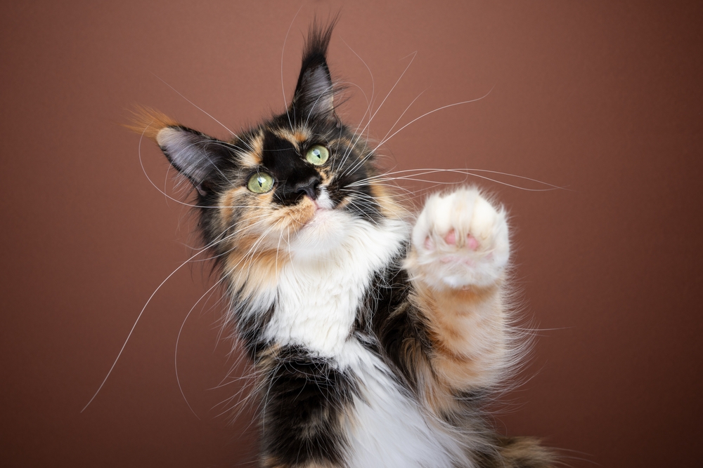 Породи кішок з окрасом каліко