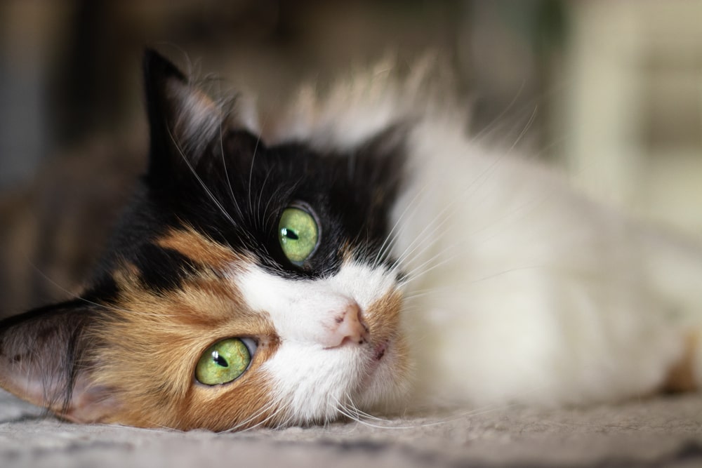 Різновиди забарвлення каліко у кішок