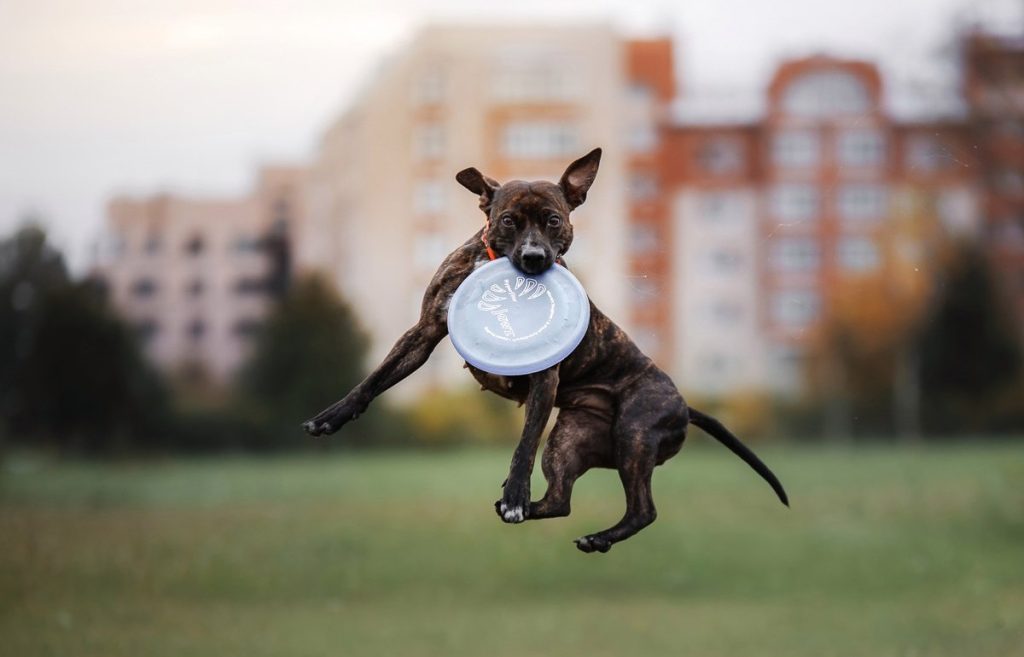 Що таке дог-дартбі?