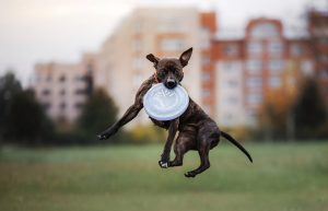 Що таке дог-дартбі?