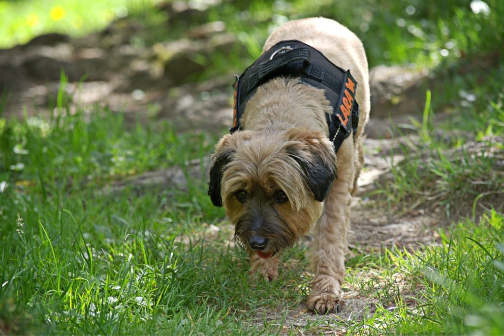 Що таке ментрейлінг?