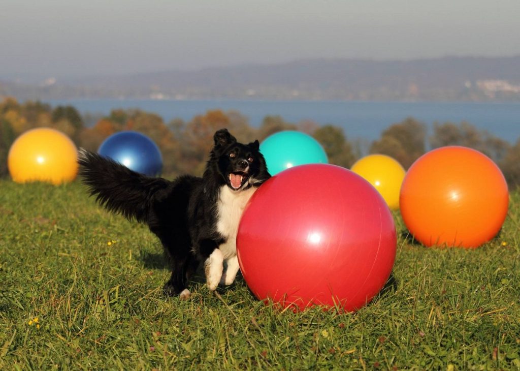 Що таке трейббол для собак?