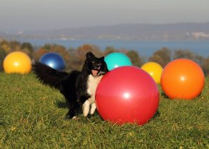 Що таке трейббол для собак?