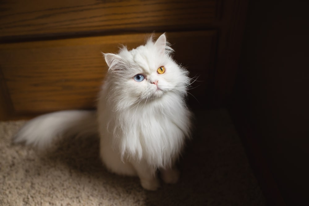 ТОП порід кішок з гетерохромією: перська кішка