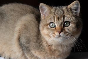 Цукровий діабет у котів / кішок.