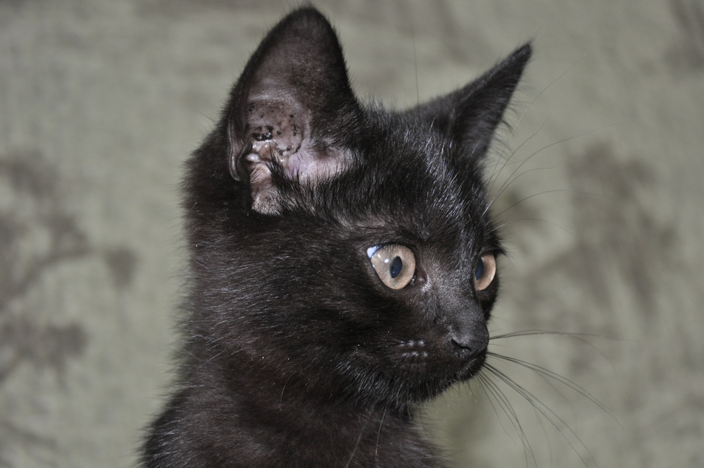 У кота брудні вуха через отит