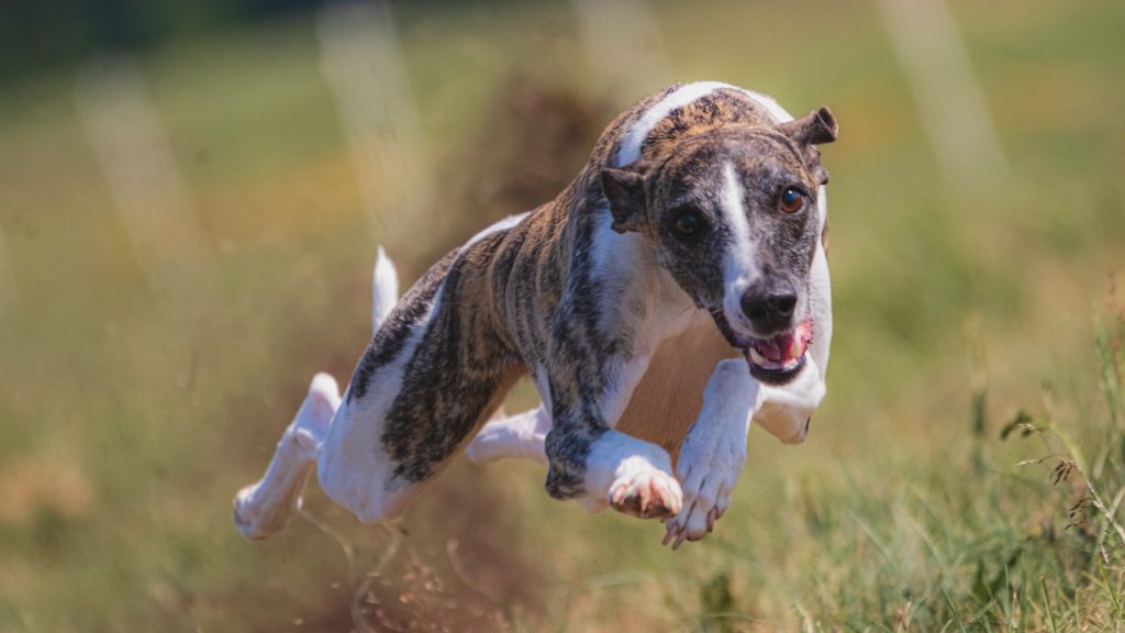 Вуглеводи та собаки.