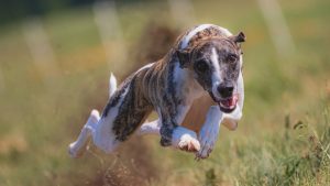 Вуглеводи та собаки.