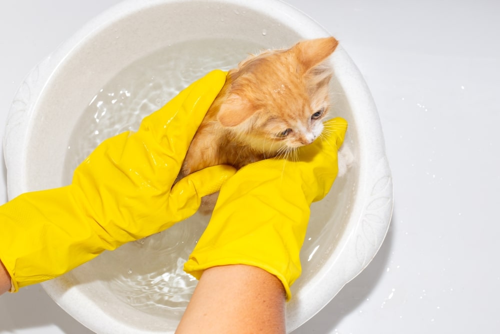 Як правильно купати кошеня