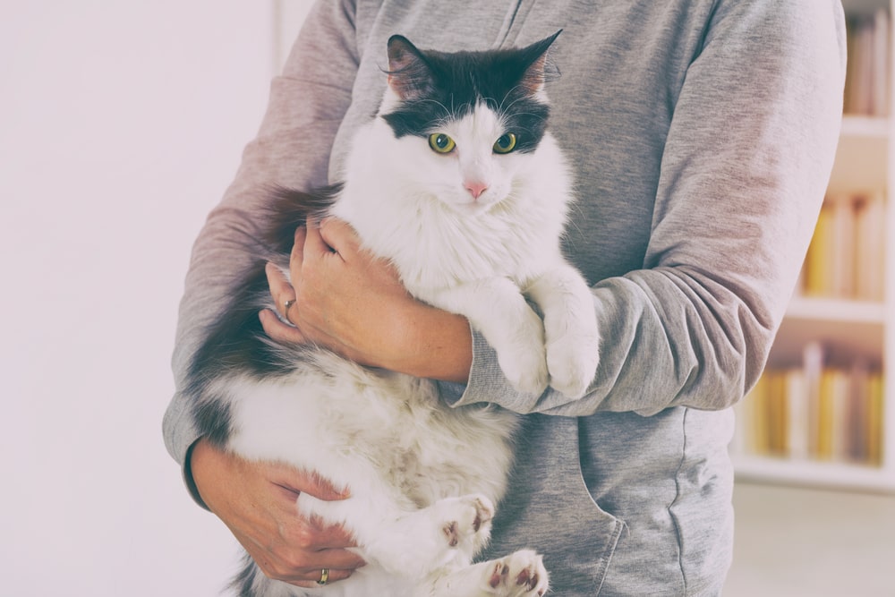 Як правильно тримати кішку, щоб їй було зручно
