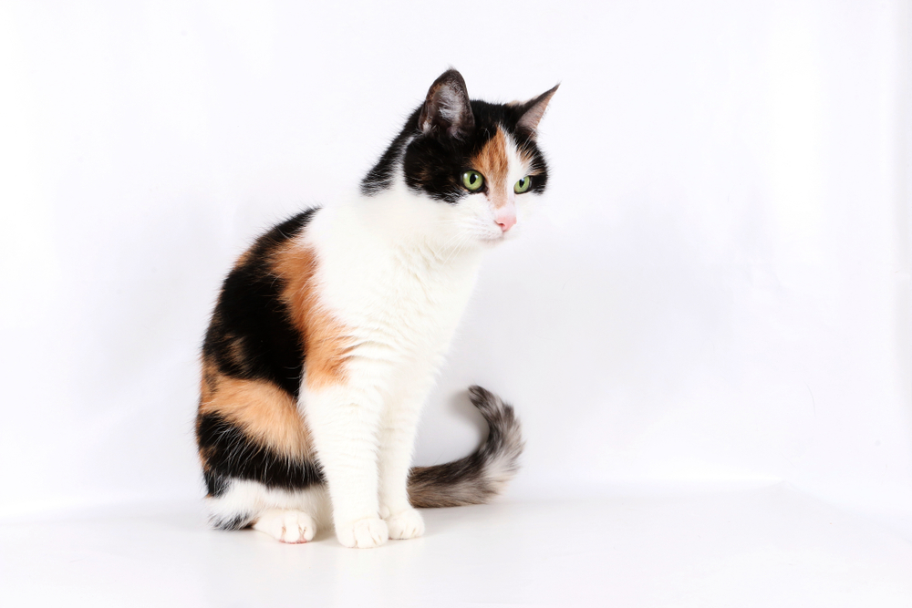 Як виглядає забарвлення каліко у кішок?