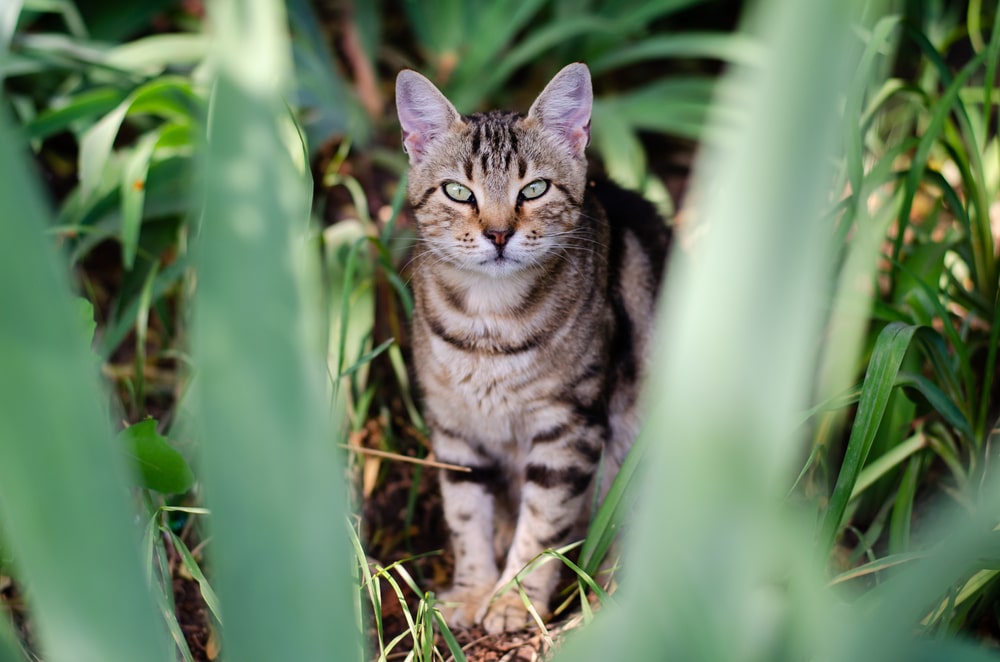 Англійські породи кішок: азіатська таббі