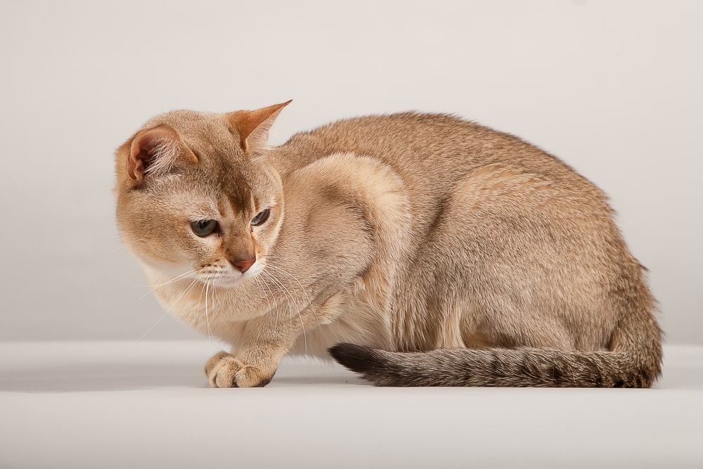 Англійські породи кішок: бурміла