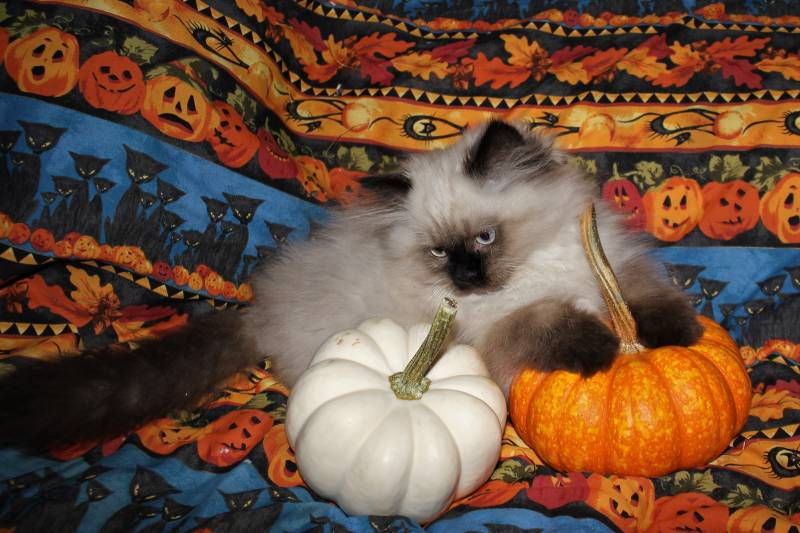 Англійські породи кішок: гімалайська кішка