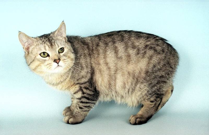 Англійські породи кішок: кімрик