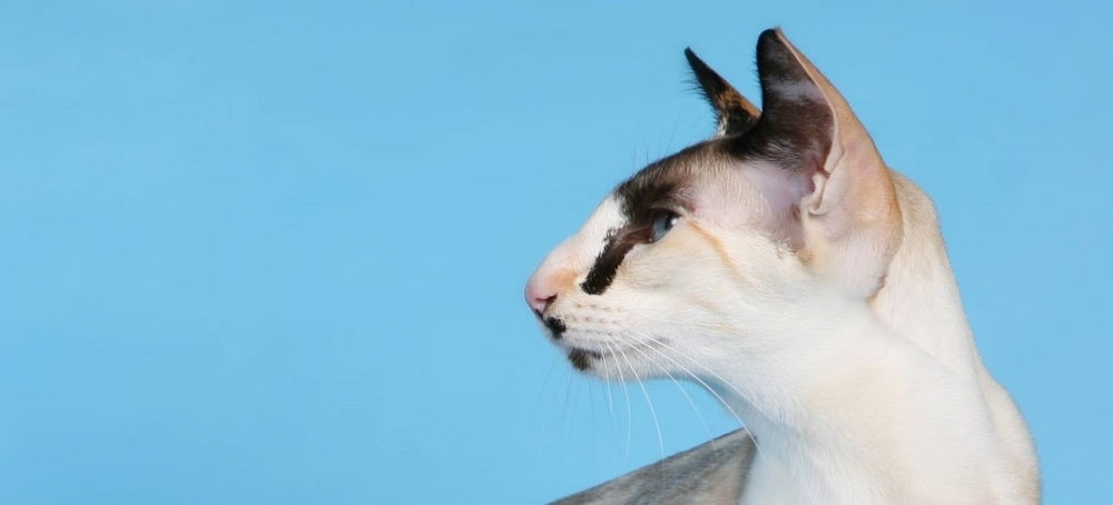 Англійські породи кішок: сейшельська кішка