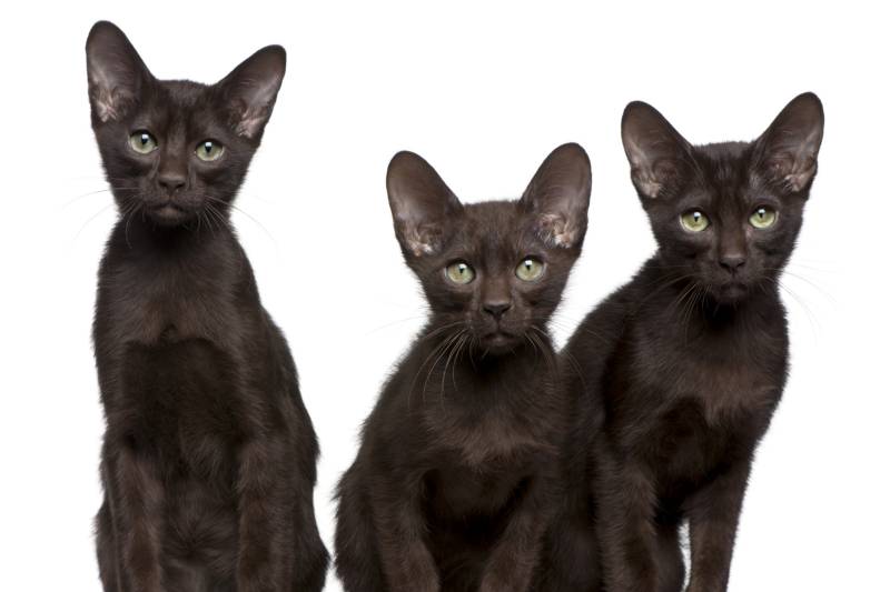 Англійські породи котів: гавана браун