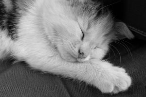 Чому кошеня не спить ночами — і що робити?