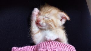 Чому кошеня постійно спить: це нормально чи ні?