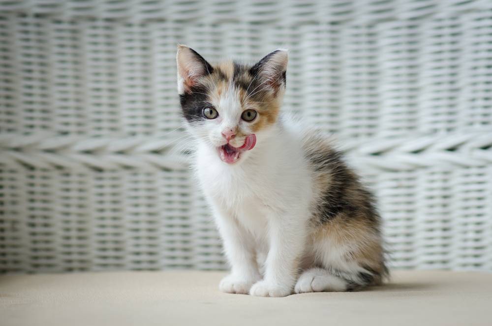 Чому кошенятам потрібно харчуватися частіше за дорослих котів