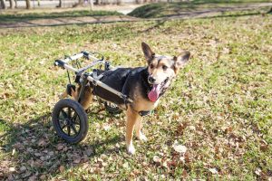 Чому у собаки відмовляють задні лапи?