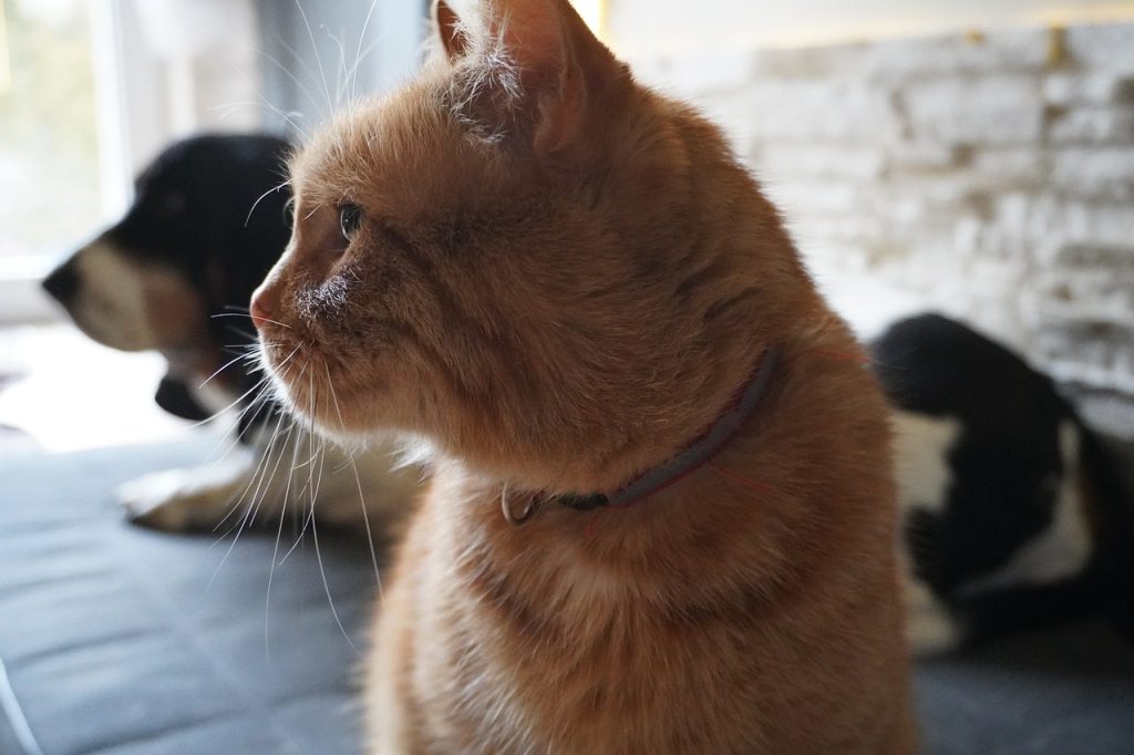 Чи може беззерновий корм для собак і котів становити небезпеку?