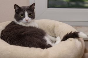 Чи можна брати кішку або кошеня за шкірку / за загривок / холку?