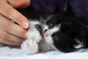 Коли можна забирати від кішки кошеня?