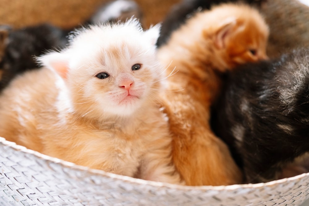 Куди насправді можна діти кошенят, якщо їх не беруть?