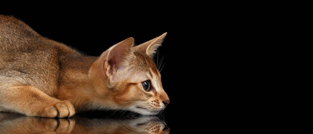 Найбільш товариські породи кішок: абісинська