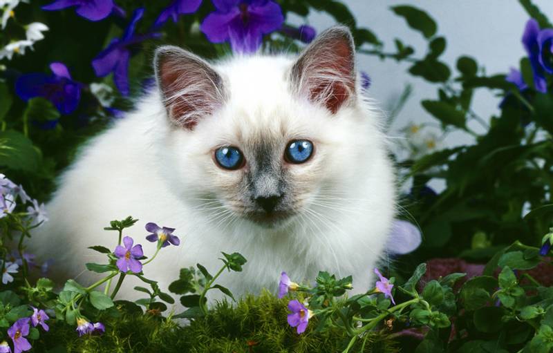 Найбільш товариські породи кішок: бірманська