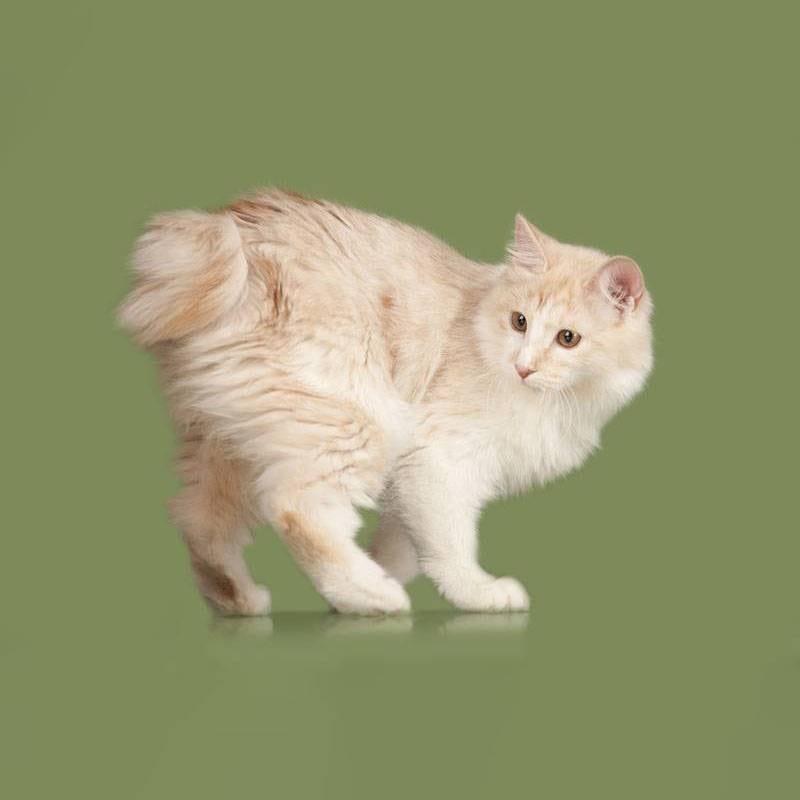 Найбільш товариські породи кішок: курильський бобтейл