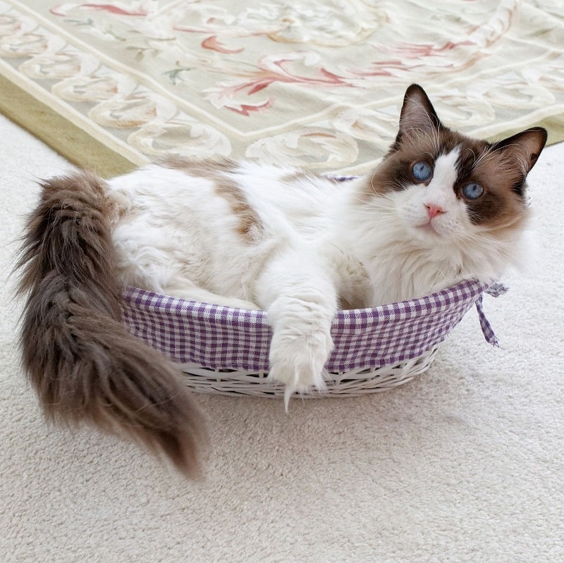 Найбільш товариські породи кішок: регдол