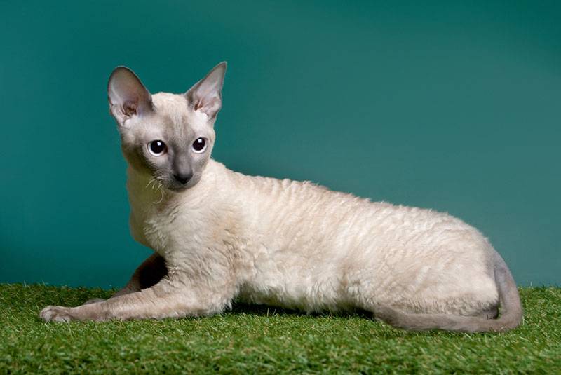 Найбільш товариські породи кішок: рекси