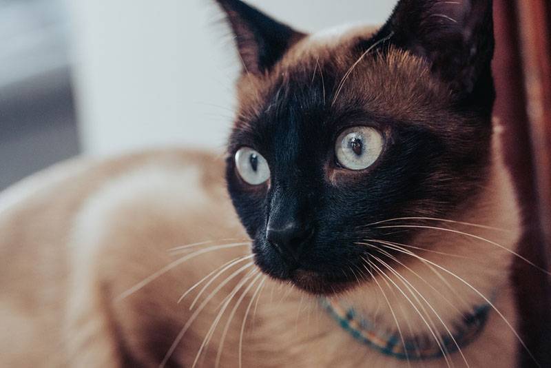 Найбільш товариські породи кішок: сіамська