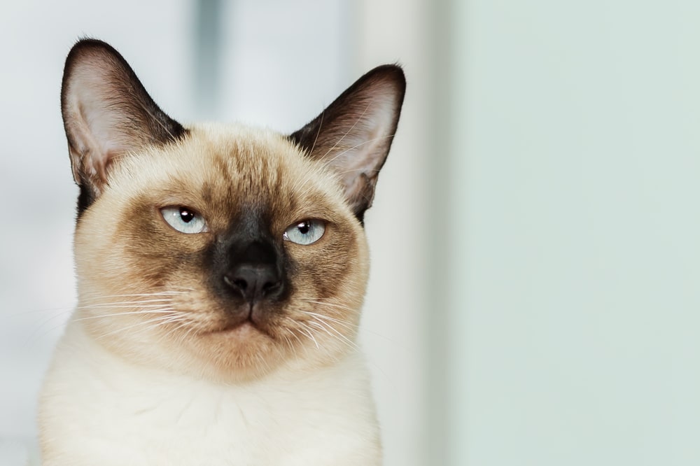 Найбільш товариські породи кішок: тайська