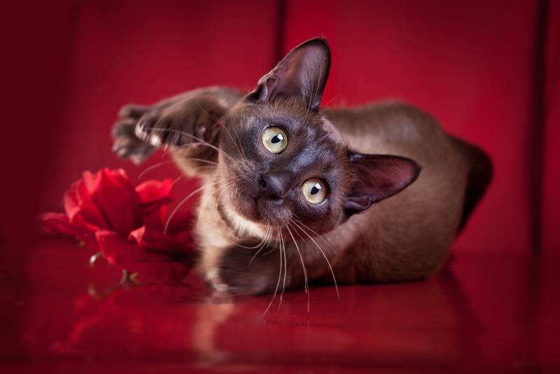 Найбільш товариські породи кішок: тонкінез