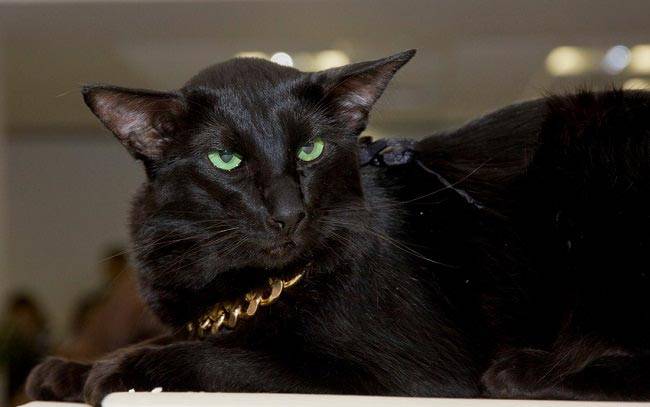 Найбільш товариські породи кішок: яванез