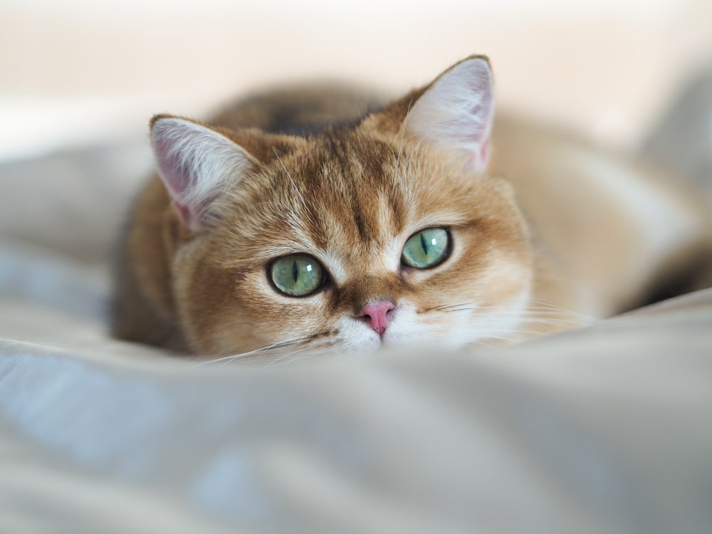 Найбільш здорові породи кішок: британська короткошерста