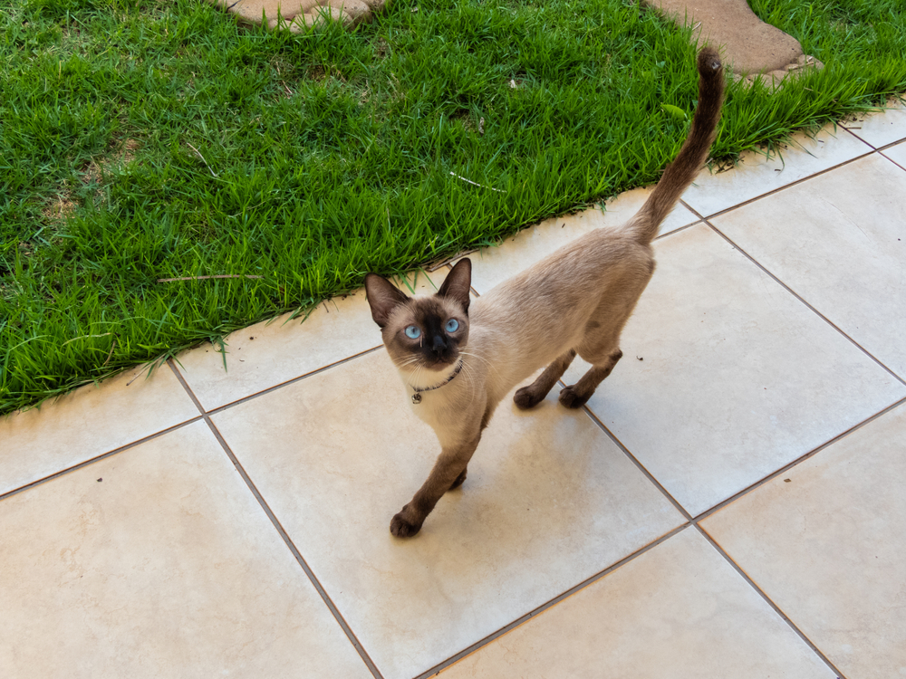 Найбільш здорові породи кішок: сіамська кішка