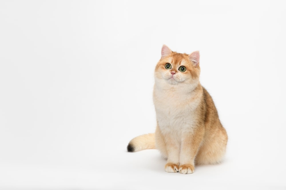 Найкрасивіші породи кішок: британська короткошерста