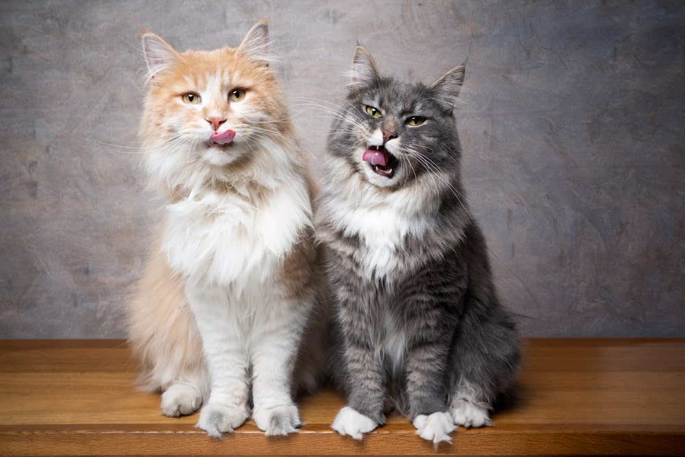 Найкрасивіші породи кішок: мейн-кун