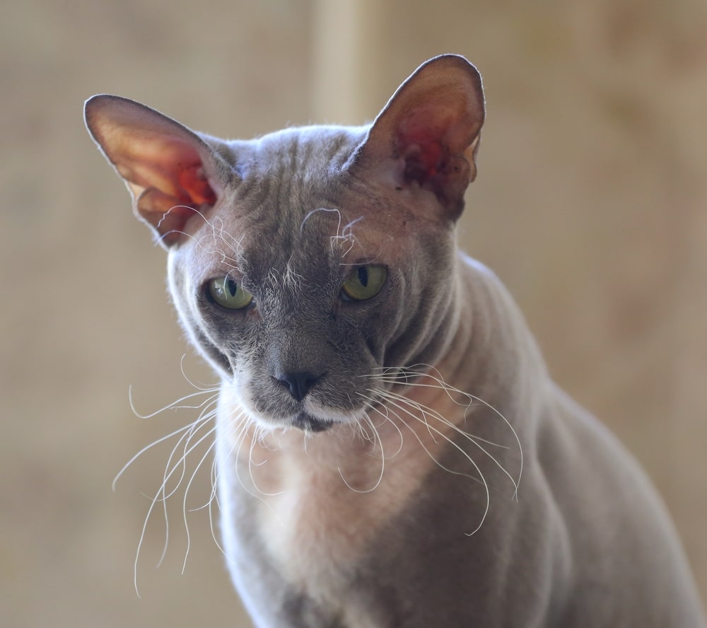 Найкрасивіші породи кішок: петерболд