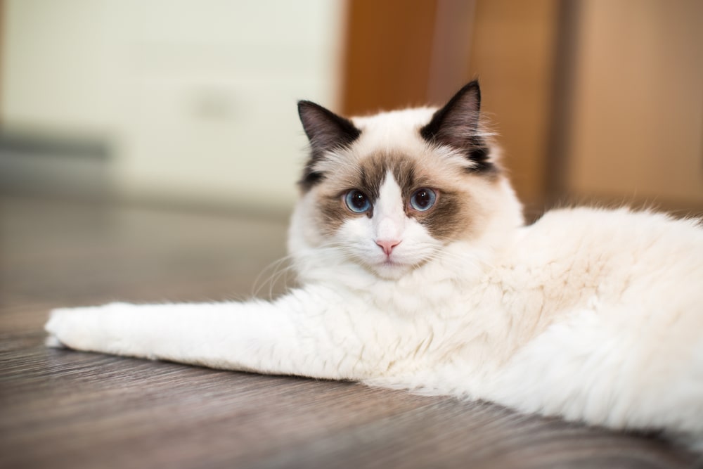 Найкрасивіші породи кішок: регдол