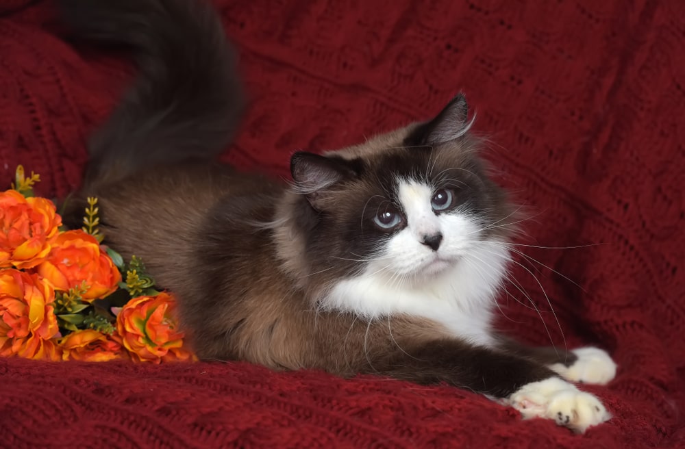 Найкрасивіші породи кішок: сноу-шу