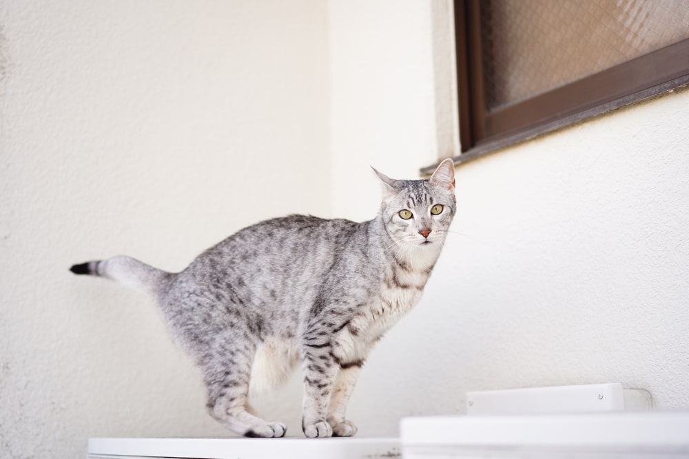 Найкрасивіші породи кішок: єгипетська мау