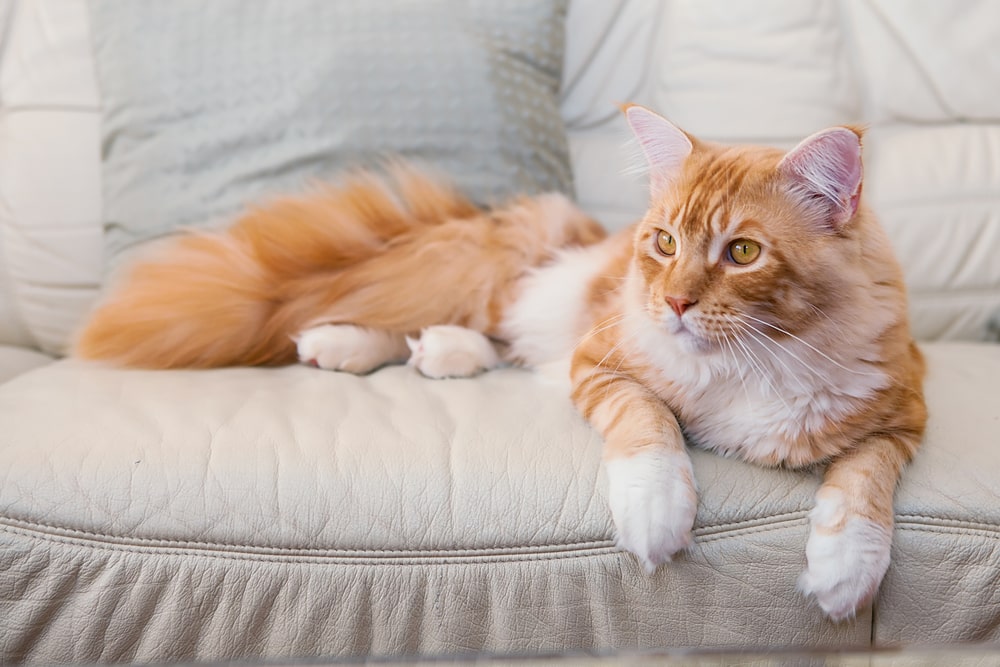 Найздоровіші породи кішок: мейн-кун