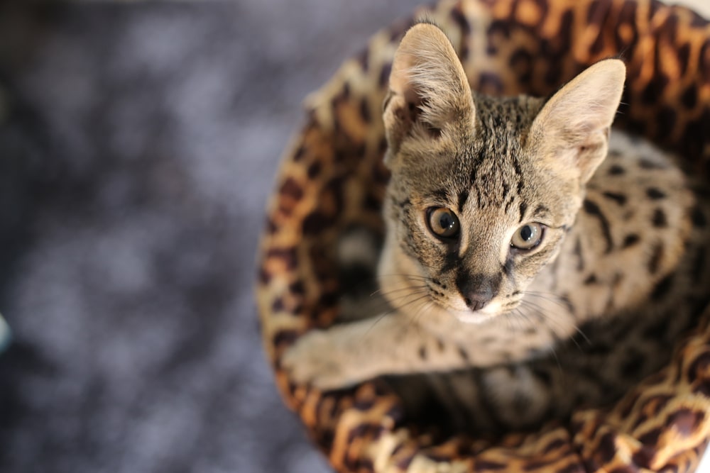 Найздоровіші породи кішок: савана